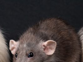 A group of three rat eating food on top of a table