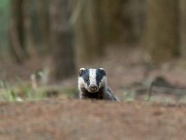 white and black animal on brown soil